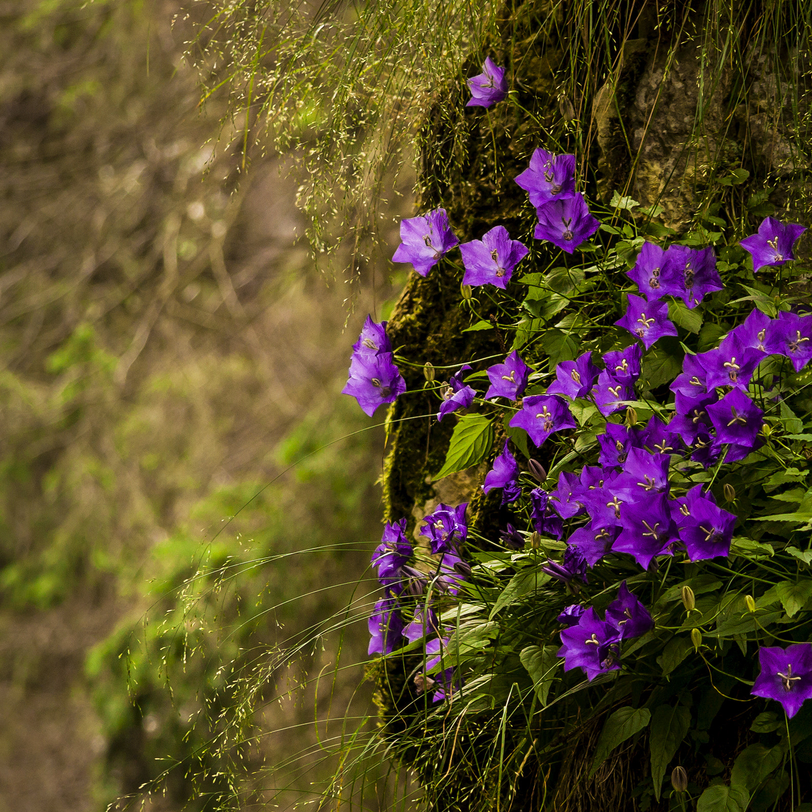 Canon EF-S 17-85mm F4-5.6 IS USM sample photo. Living on vertical photography