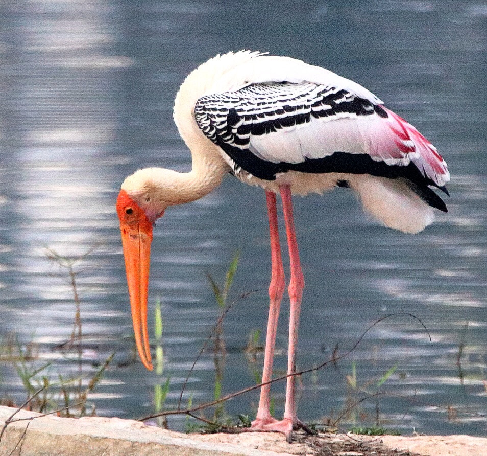 Sigma 150mm f/2.8 EX DG OS HSM APO Macro sample photo. A colorful water bird" photography