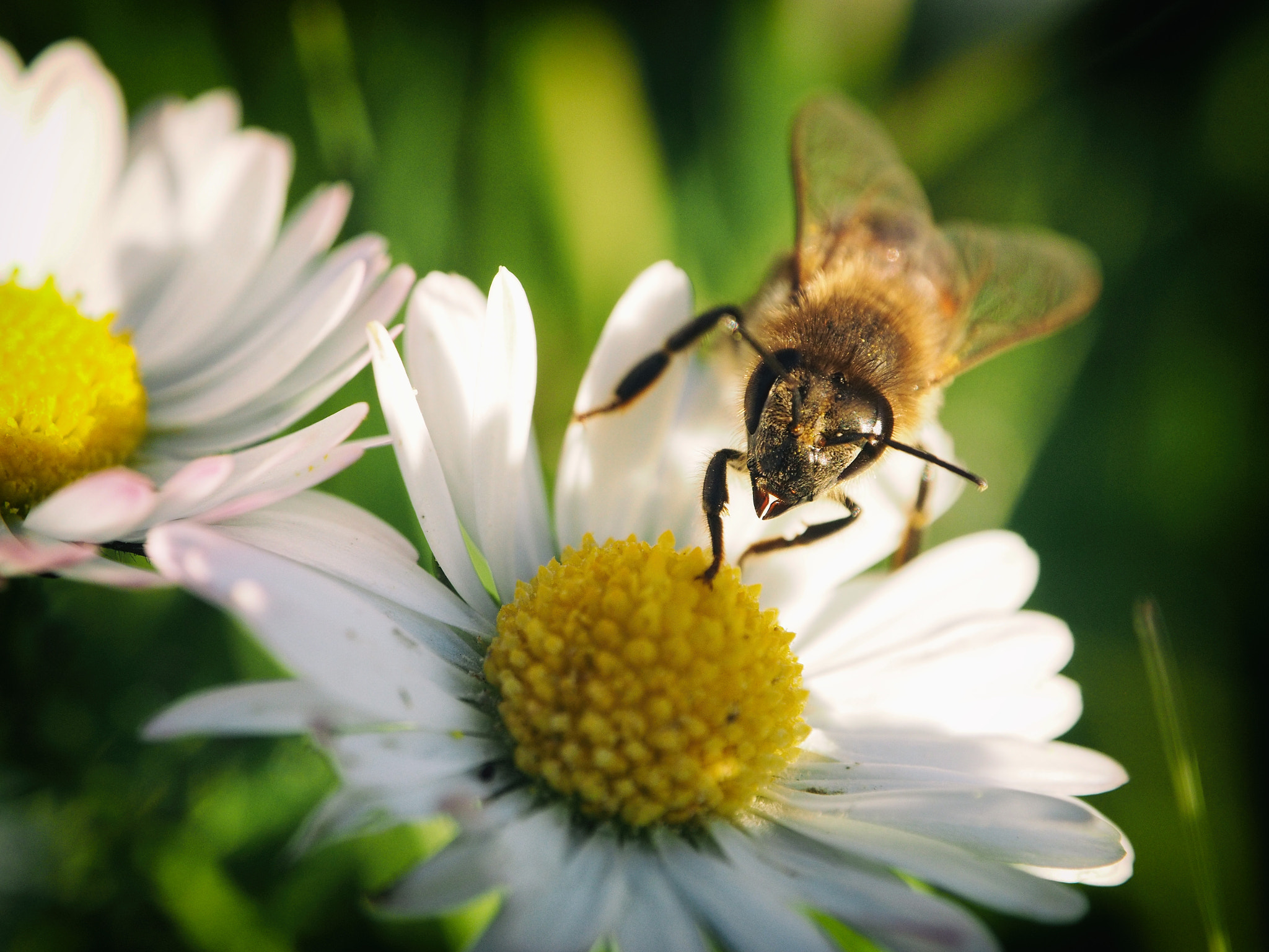 Olympus OM-D E-M1 sample photo. Bonjour printemps ! photography