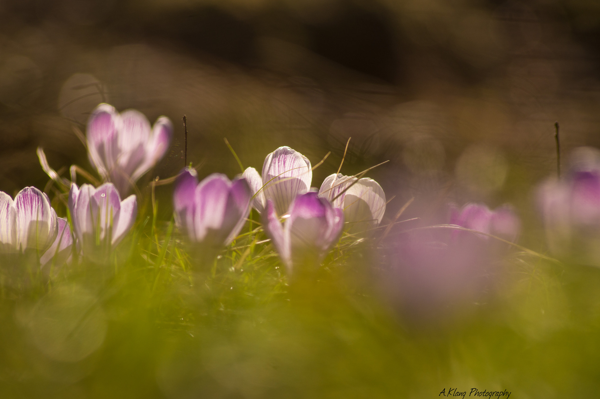 Sony 75-300mm F4.5-5.6 sample photo. Crocus photography