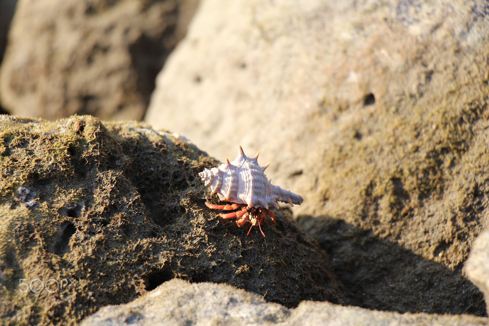Canon EOS 700D (EOS Rebel T5i / EOS Kiss X7i) sample photo. Oyster photography