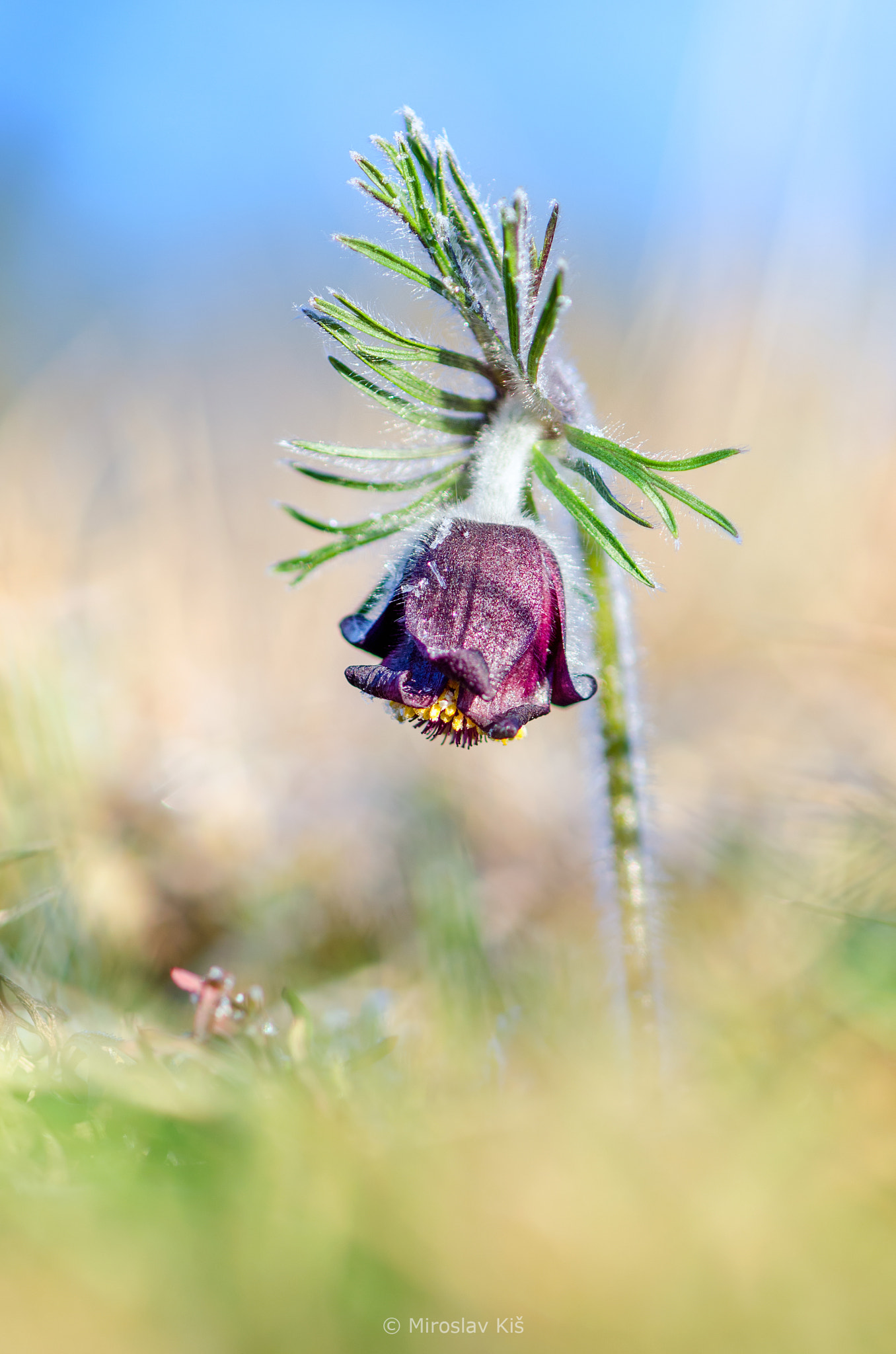 Nikon AF-S Micro-Nikkor 105mm F2.8G IF-ED VR sample photo. Pulsatilla pratensis photography