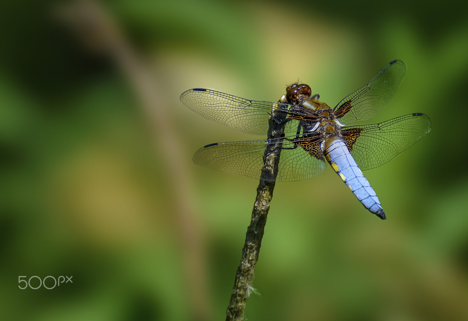 Nikon D5000 sample photo. Dragonfly broadbodied chaser photography