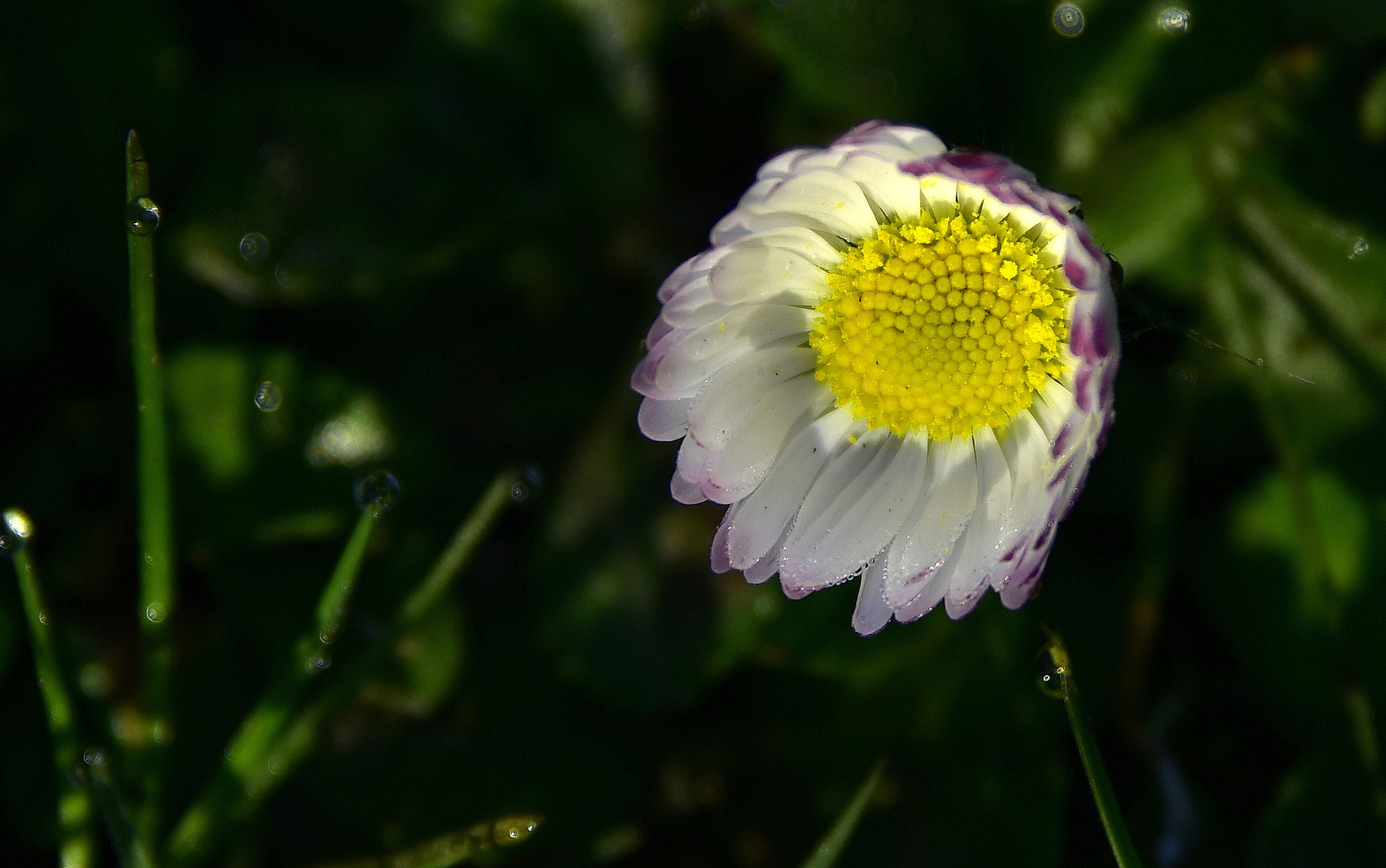Nikon D810 sample photo. Slowly waking-up photography