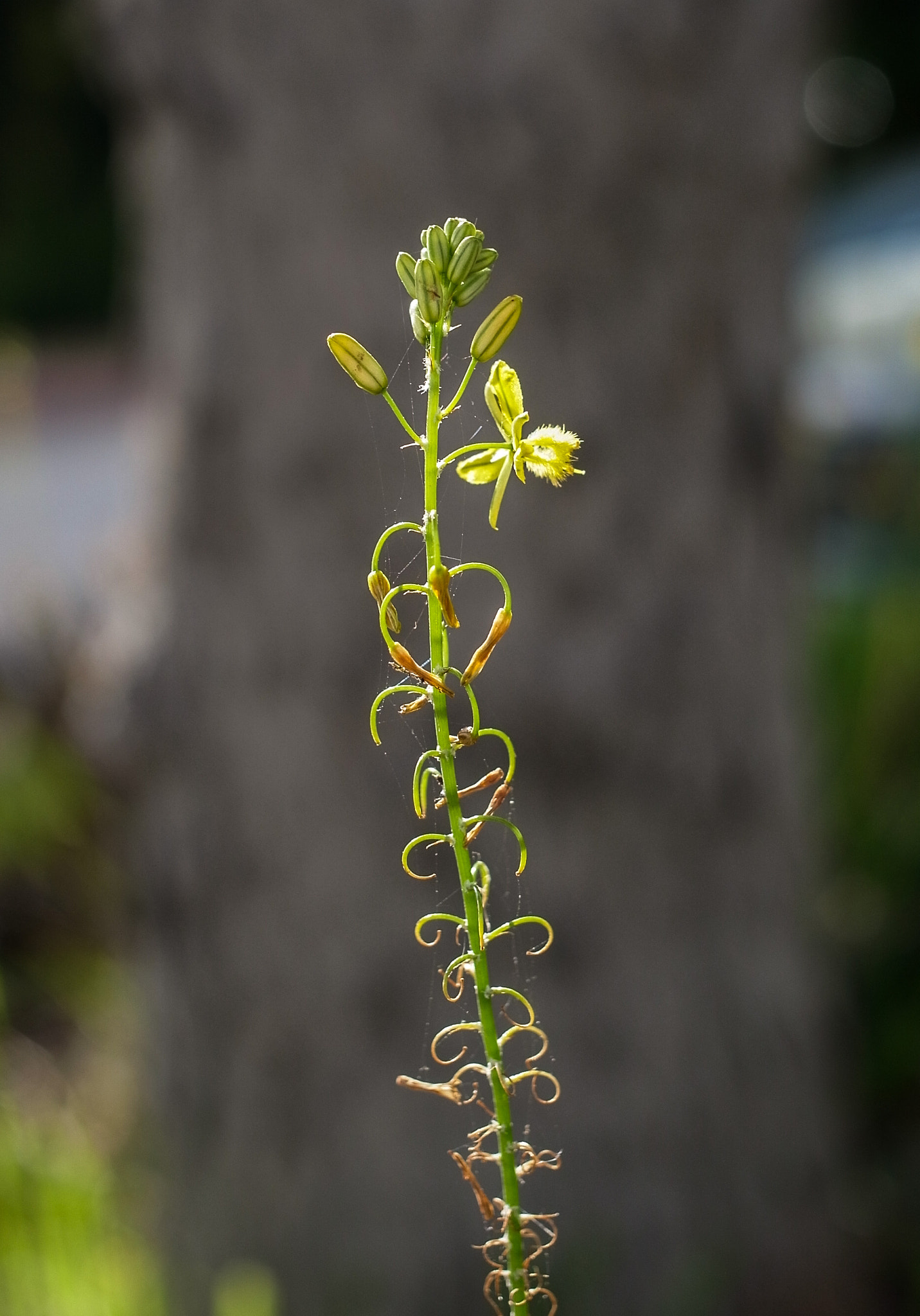 GR Lens A12 50mm F2.5 Macro sample photo. One little frond photography