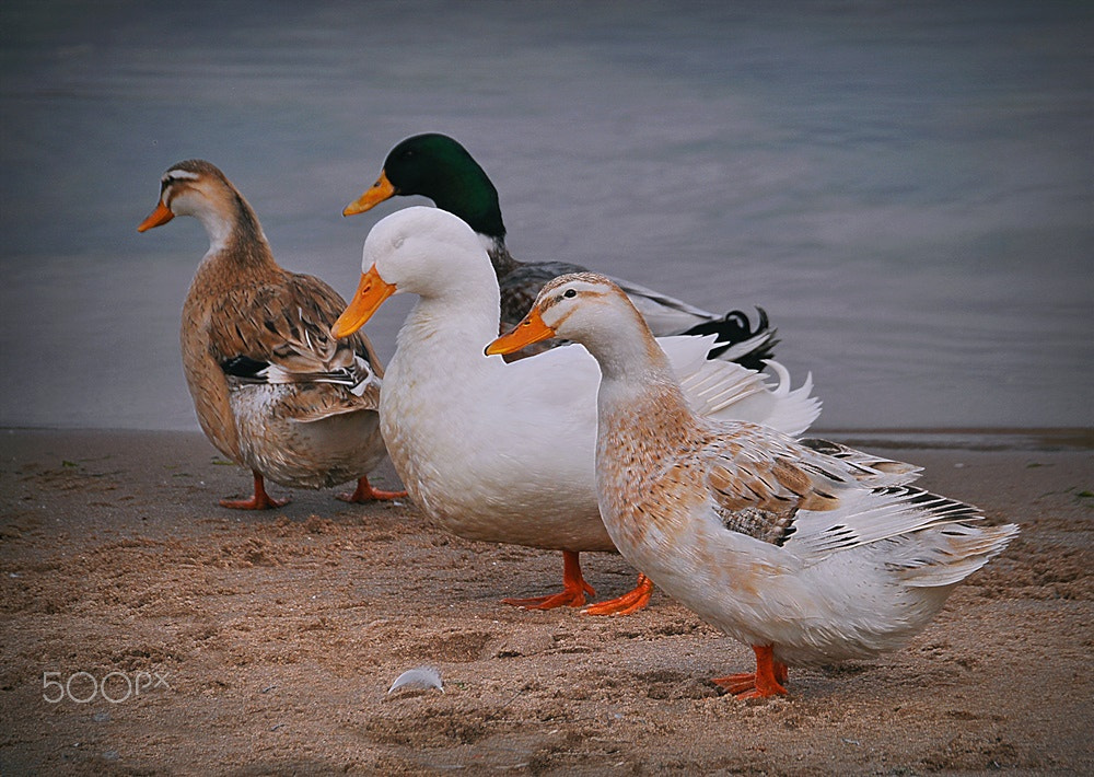 Nikon D5000 sample photo. ** photography