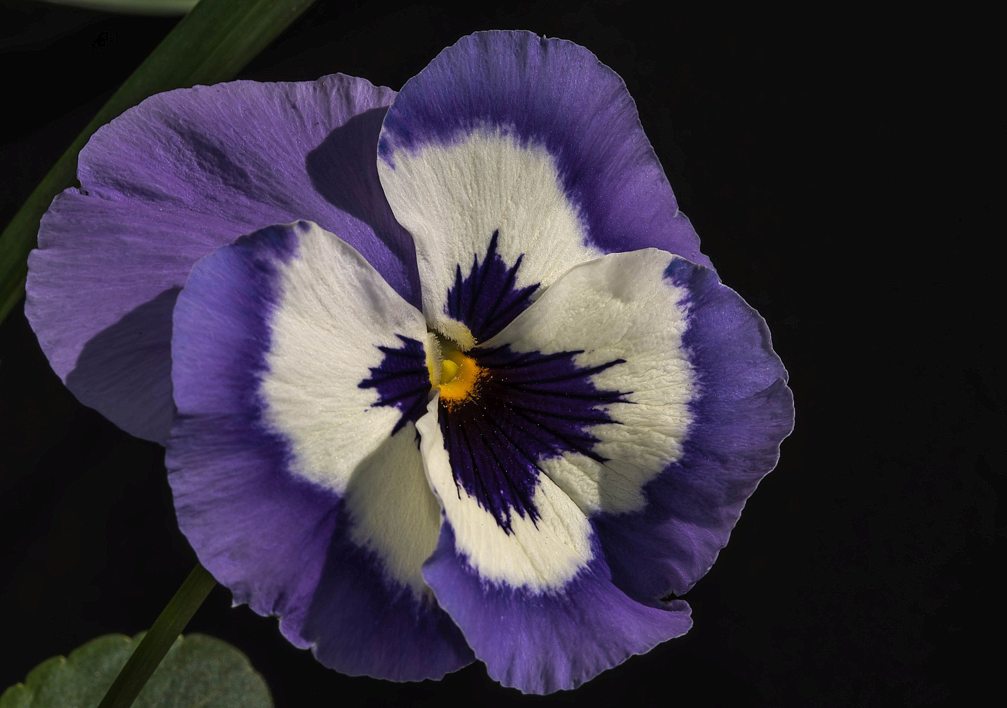 Sigma 105mm F2.8 EX DG OS HSM sample photo. Violet photography
