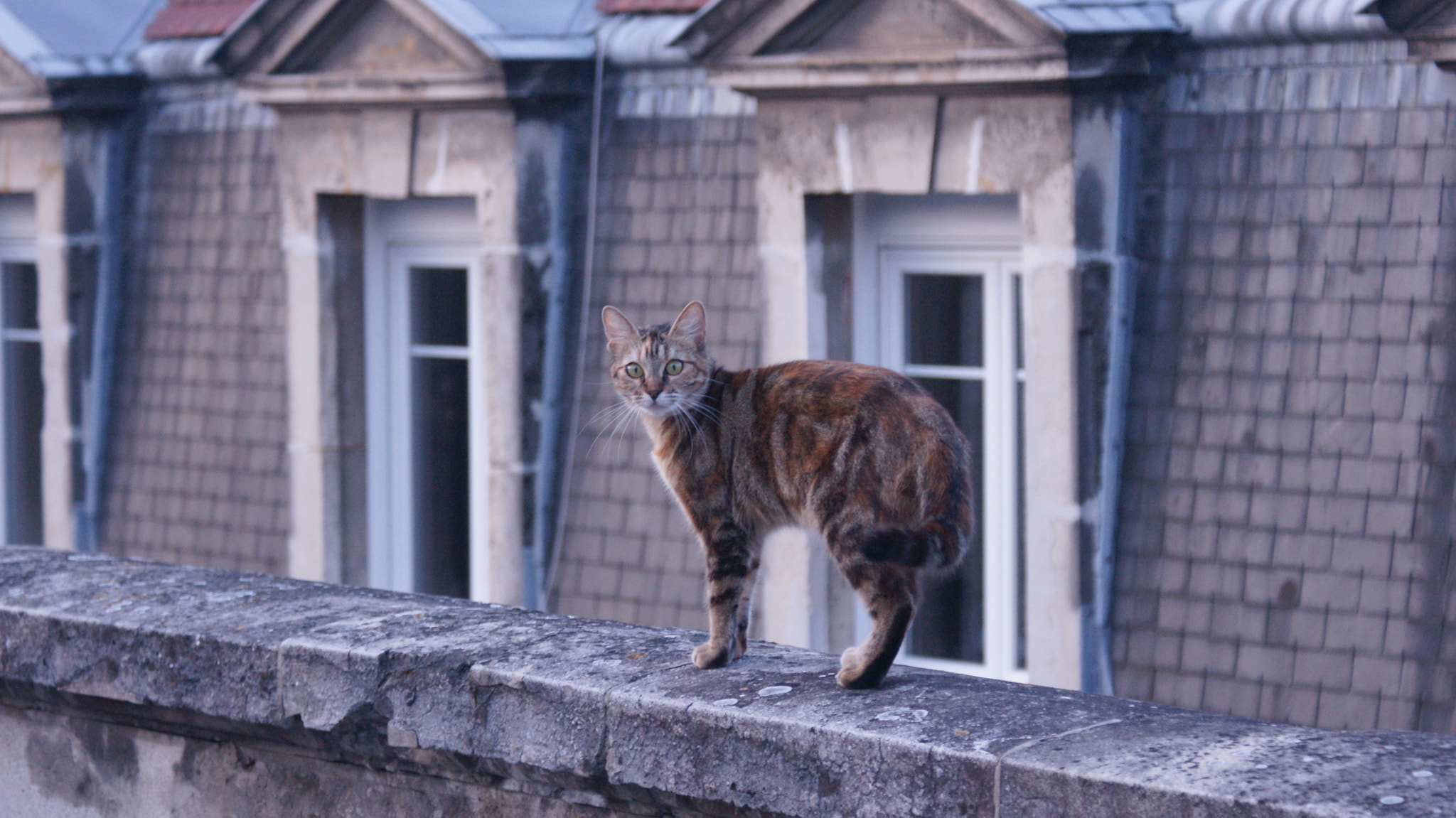 Sony Alpha DSLR-A700 sample photo. Lazy cat on the roof photography