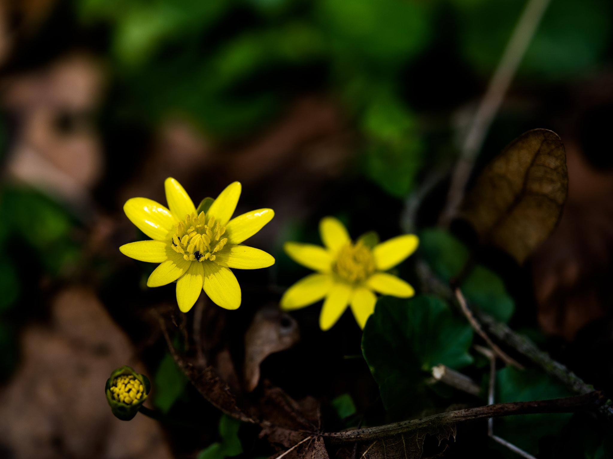 Olympus OM-D E-M1 Mark II + Olympus M.Zuiko Digital ED 40-150mm F2.8 Pro sample photo. Pilewort - ficaria verna photography