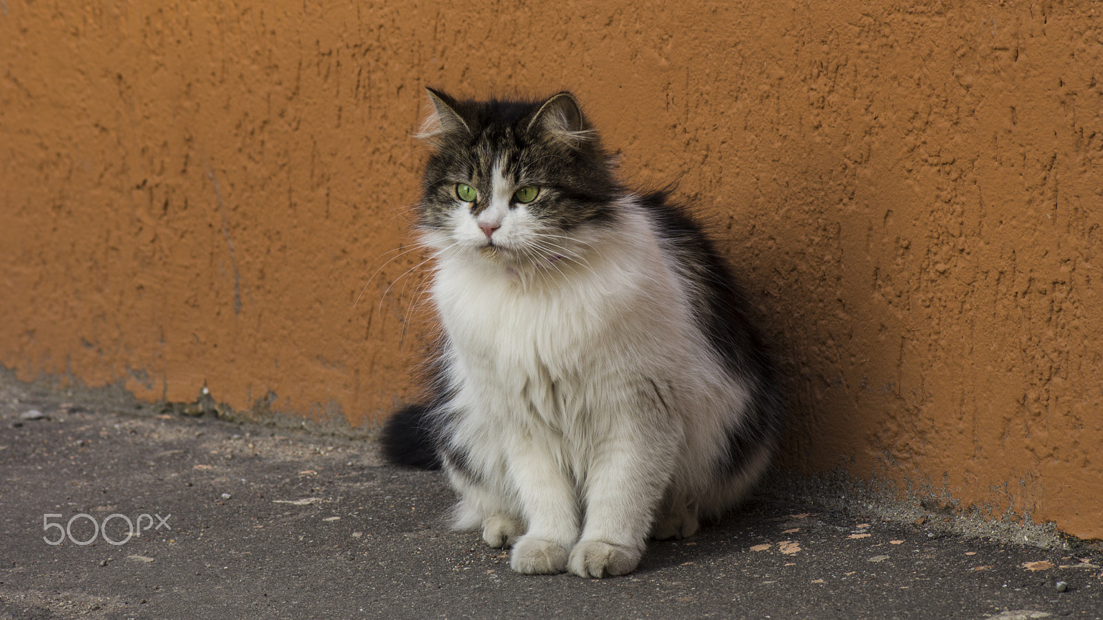 Sigma 70-300mm F4-5.6 DL Macro sample photo. Cat with emerald green eyes photography