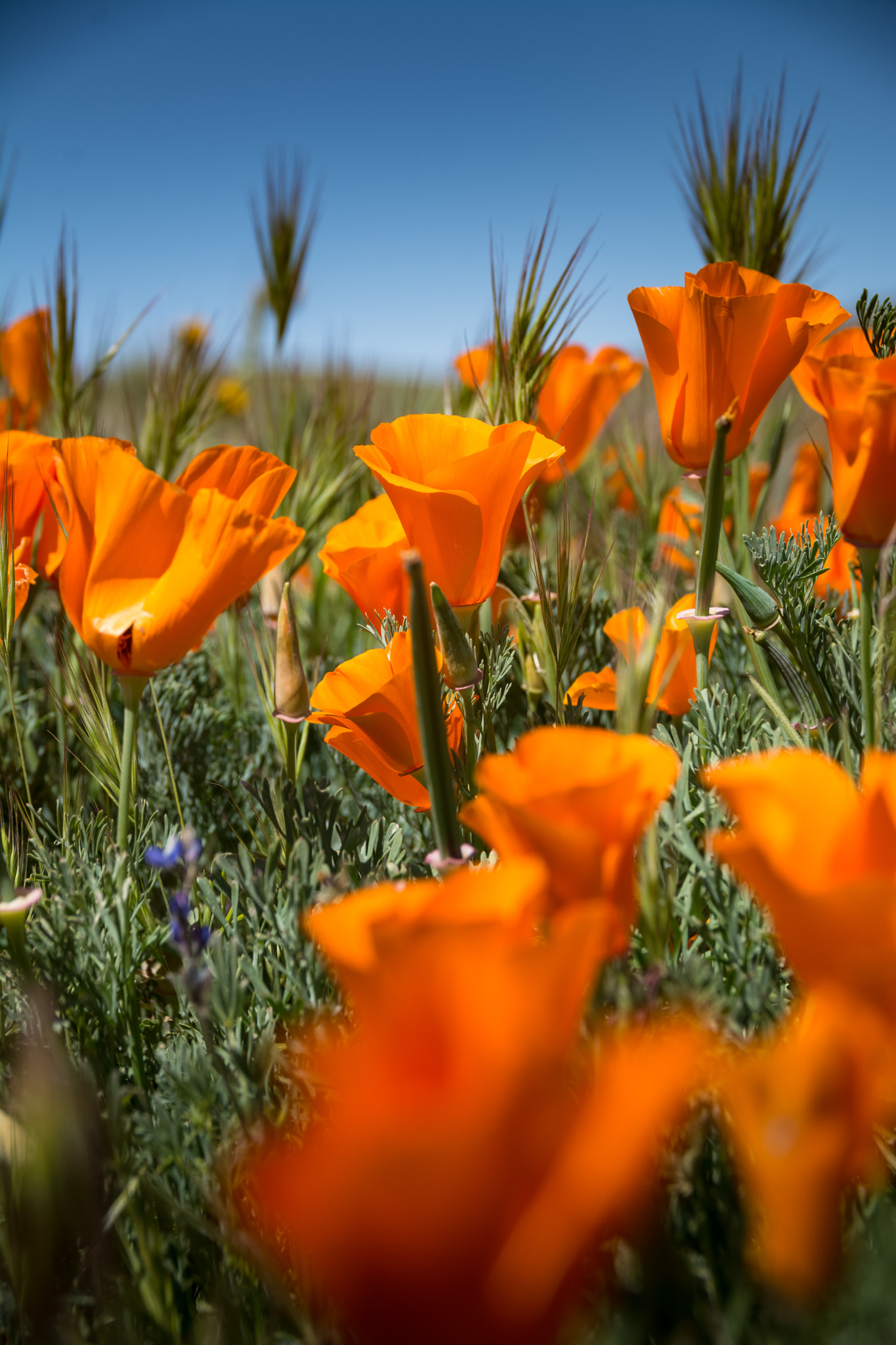 Sigma 18-250mm F3.5-6.3 DC Macro OS HSM sample photo. Orange is the new bloom photography
