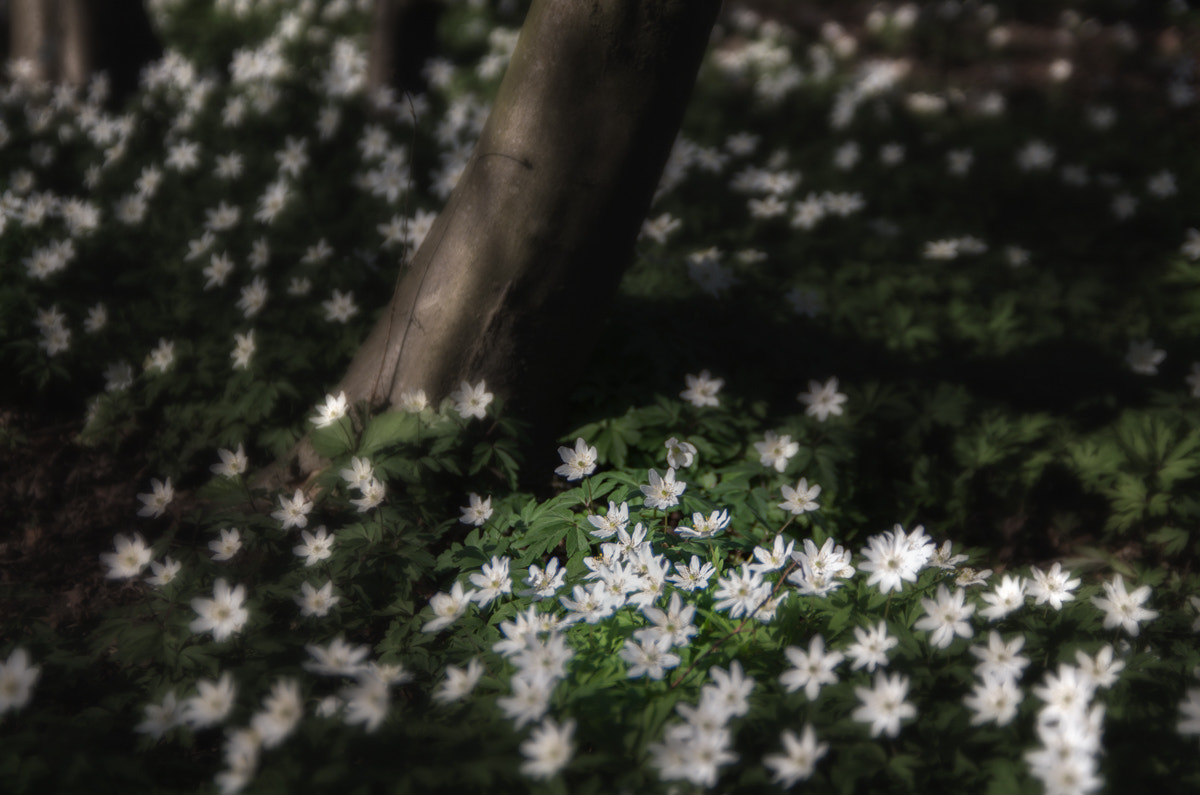 Pentax smc DA* 16-50mm F2.8 ED AL (IF) SDM sample photo. Bouquet photography