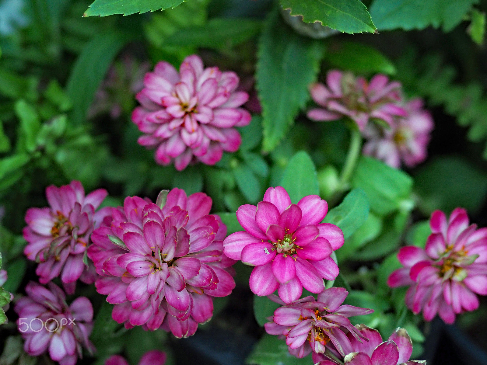 Olympus PEN-F + Panasonic Leica DG Summilux 25mm F1.4 II ASPH sample photo. Pink flower. photography