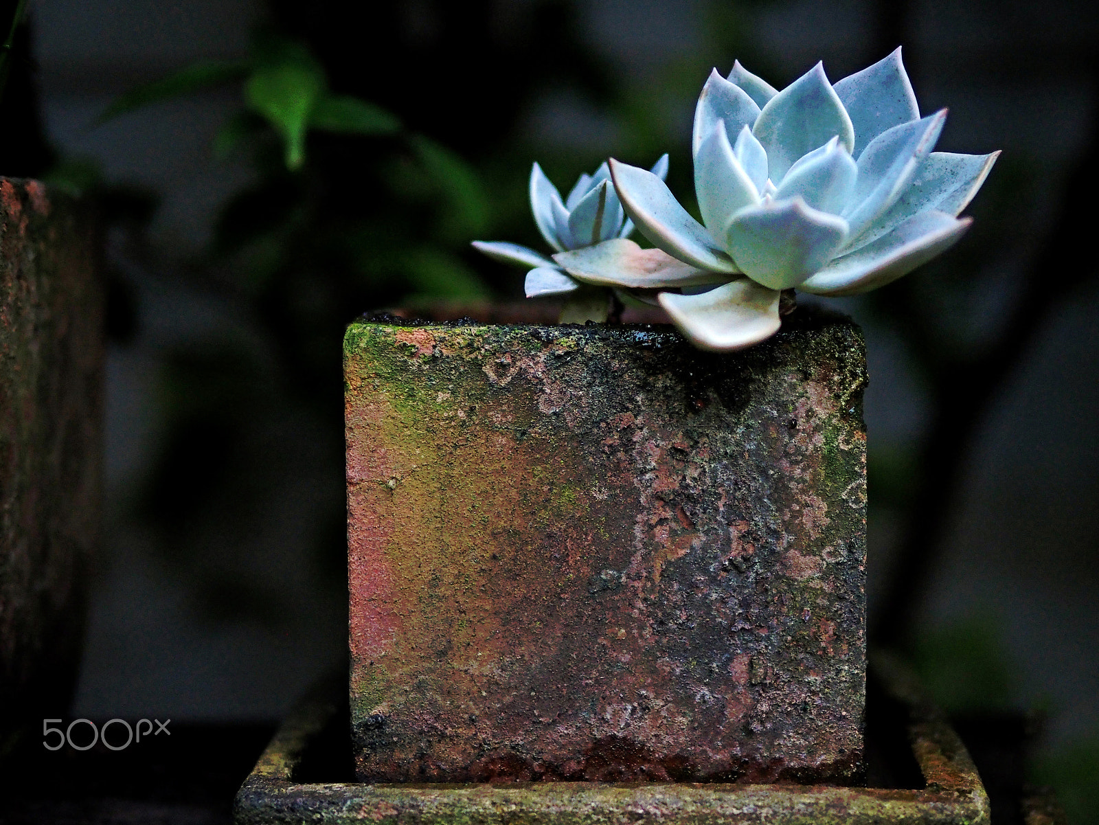 Olympus PEN-F sample photo. Cactus in clay pot. photography