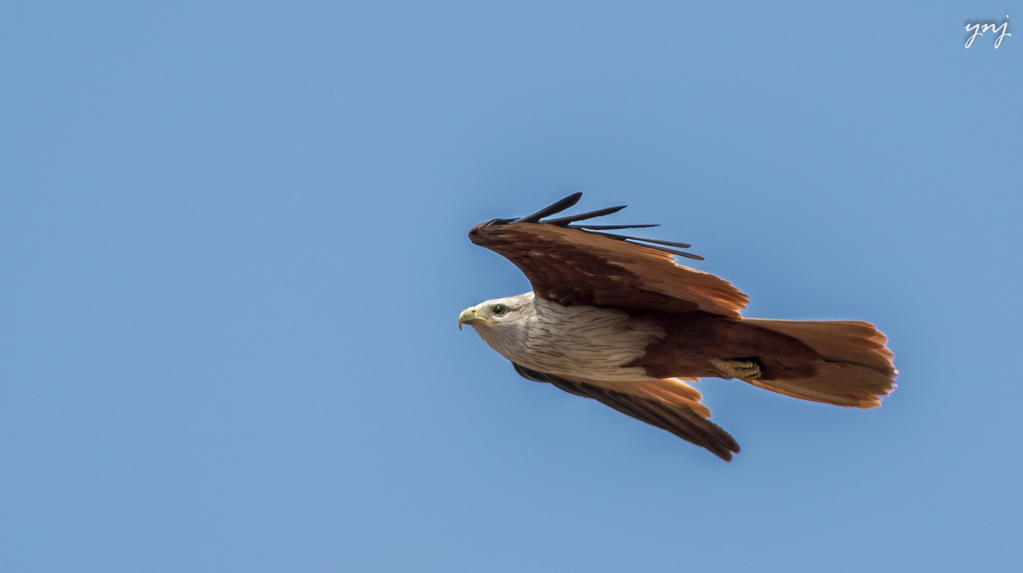 Canon EF 400mm F5.6L USM sample photo. Let your dreams soar high photography