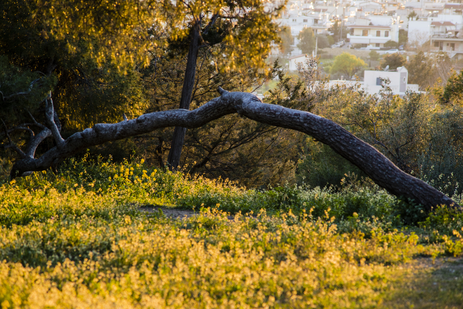 AF Zoom-Nikkor 70-210mm f/4 sample photo. Springtime photography