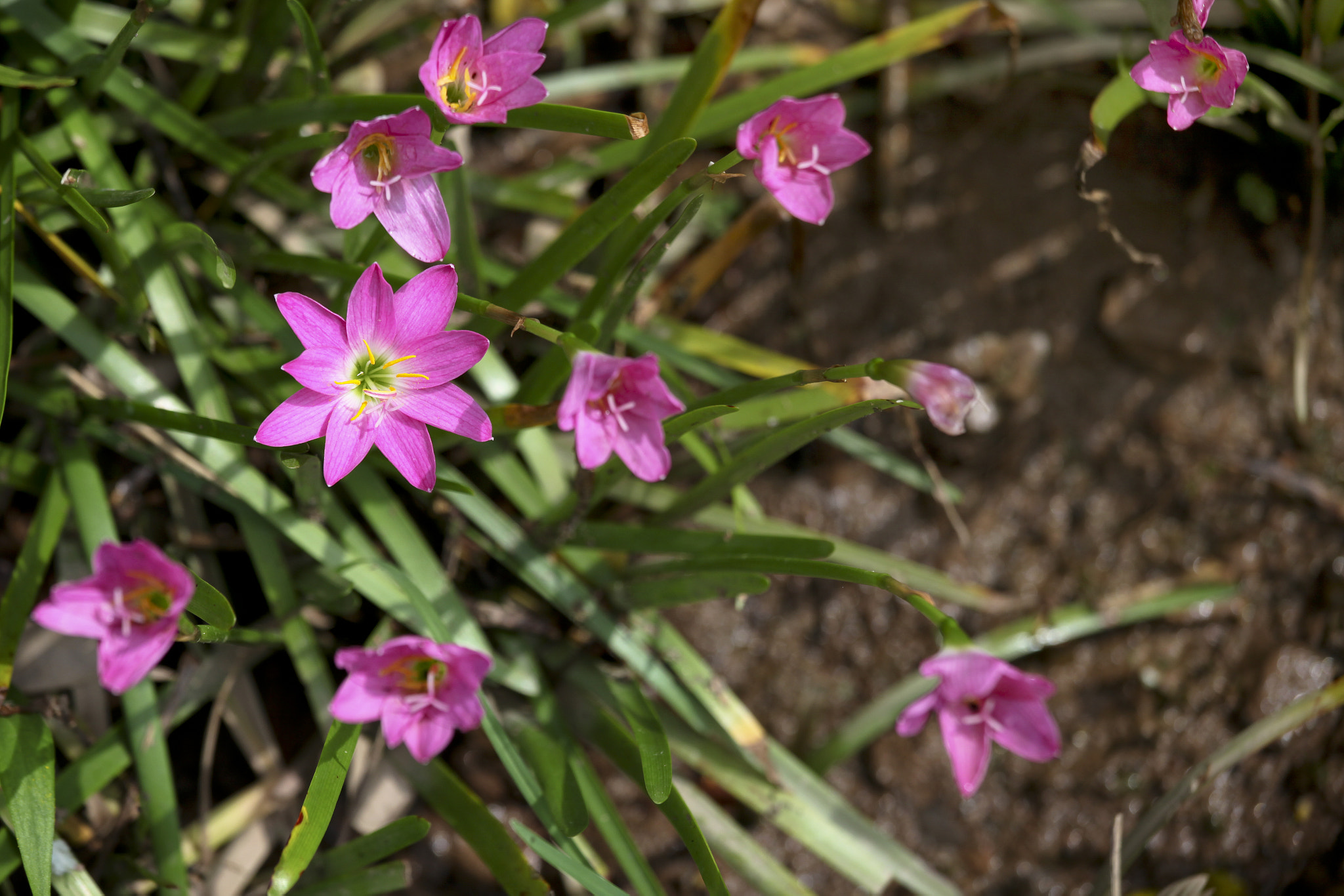 Canon EF 70-200mm F4L IS USM sample photo. Fairytale flowers photography