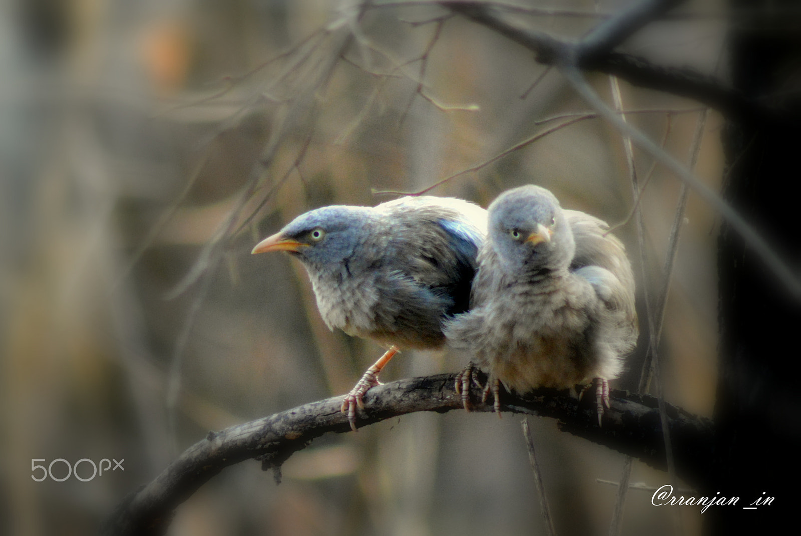 Nikon AF Nikkor 70-300mm F4-5.6G sample photo. Birds photography