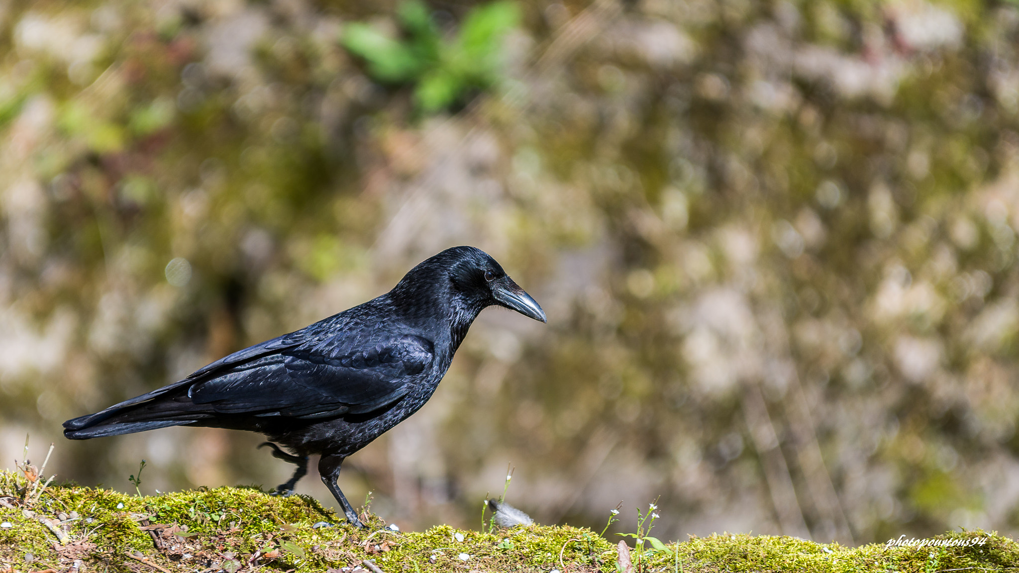 Sigma 70-200mm F2.8 EX DG OS HSM sample photo. Joli oiseau photography