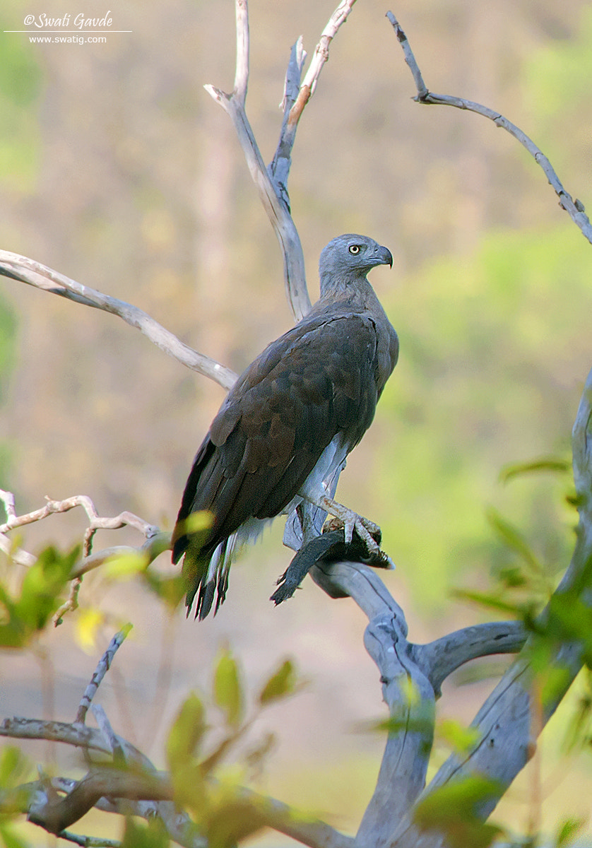 Nikon D300S sample photo. Oh fish.....fish eagle with fish catch photography