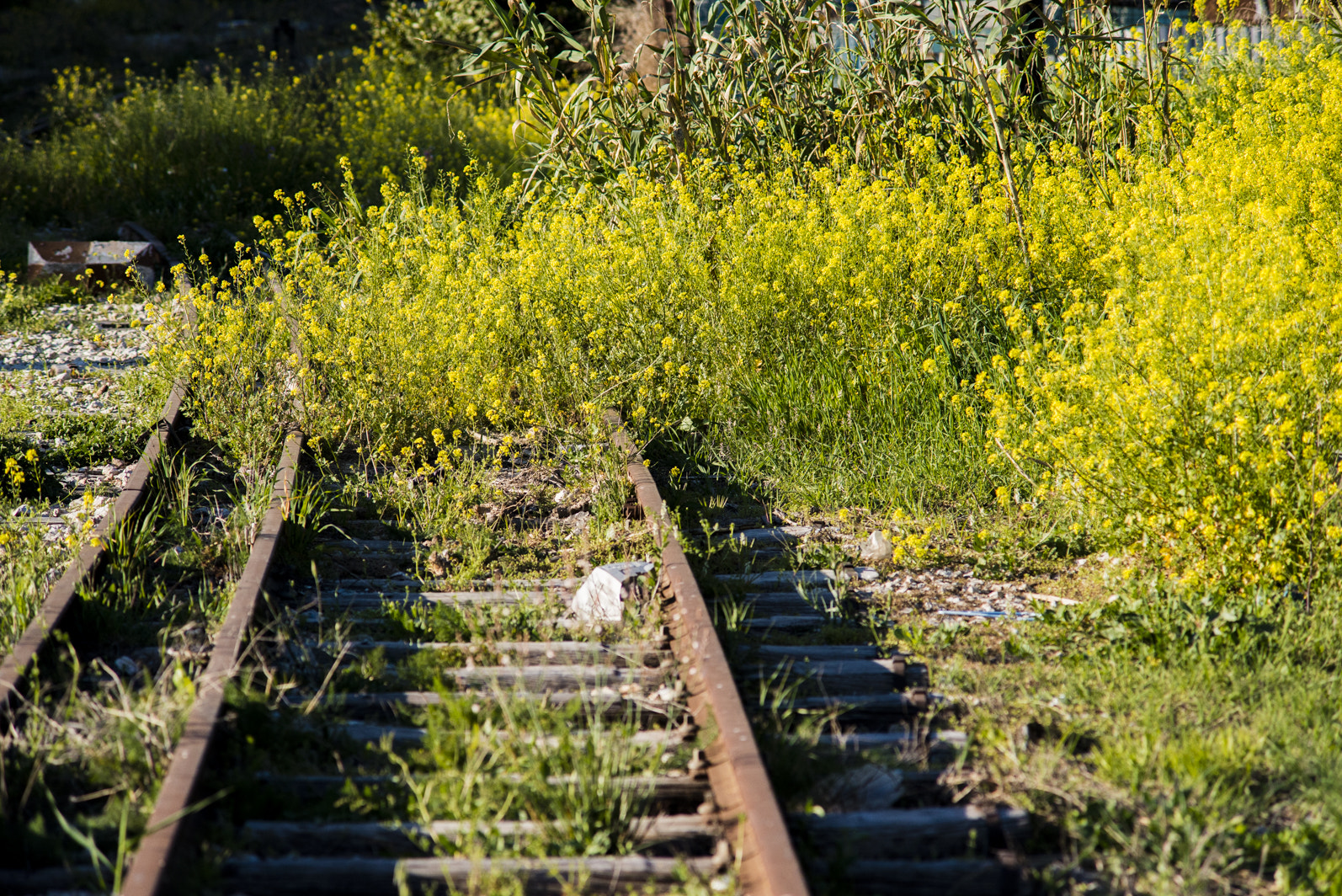 Nikon D800 + AF Zoom-Nikkor 70-210mm f/4 sample photo. Road with flowers photography