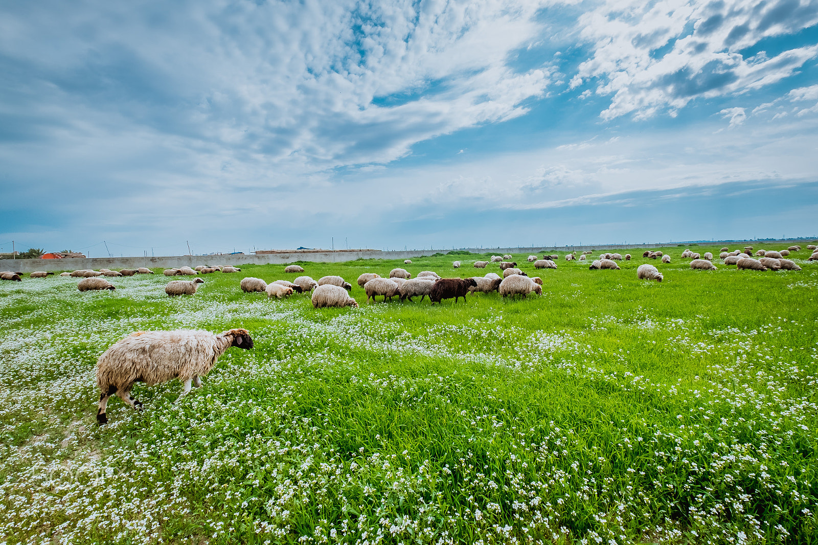 Fujifilm XF 10-24mm F4 R OIS sample photo. Herd of sheep in iraqi countrysdie photography