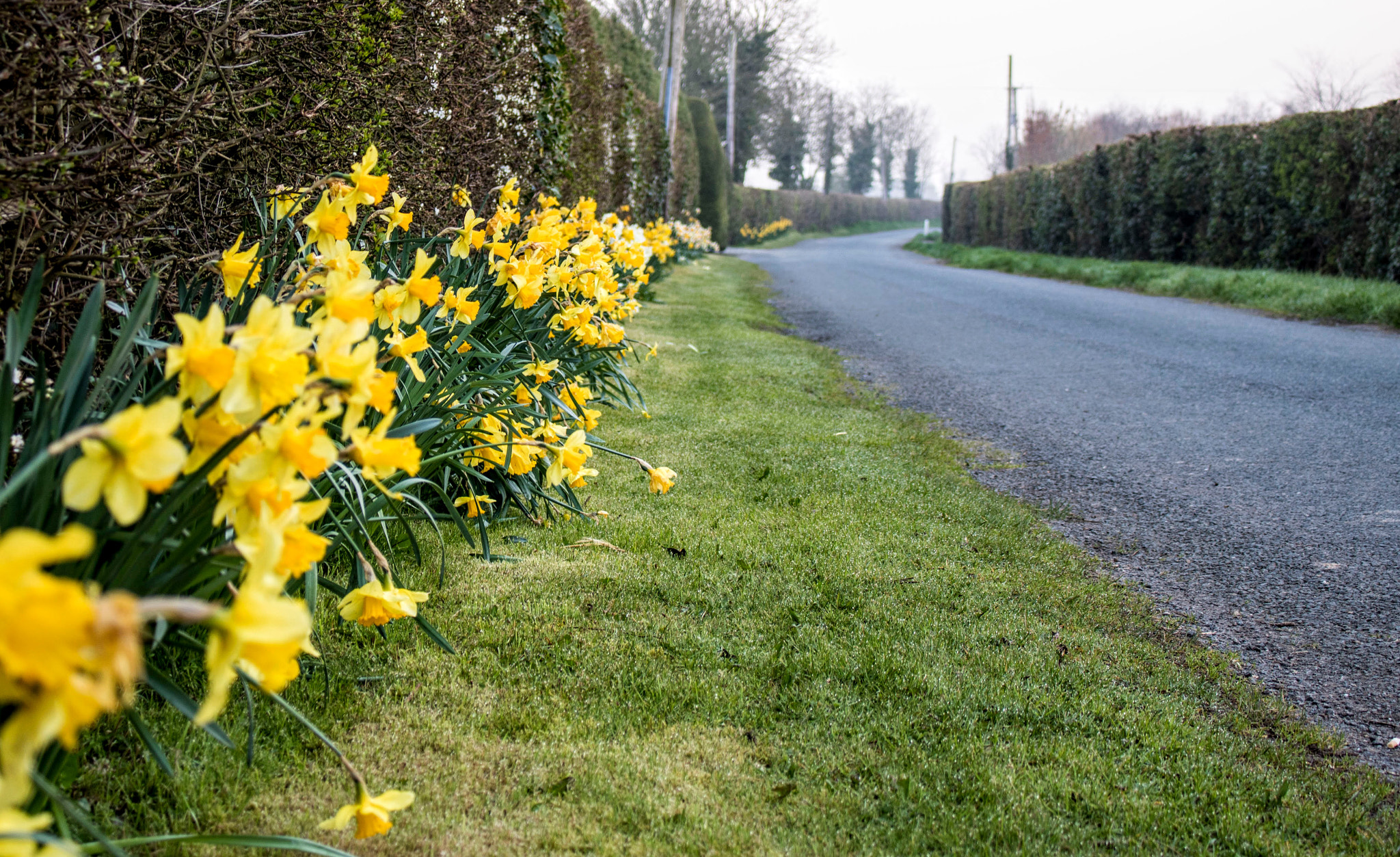 Canon EOS 760D (EOS Rebel T6s / EOS 8000D) sample photo. Daffodil road photography