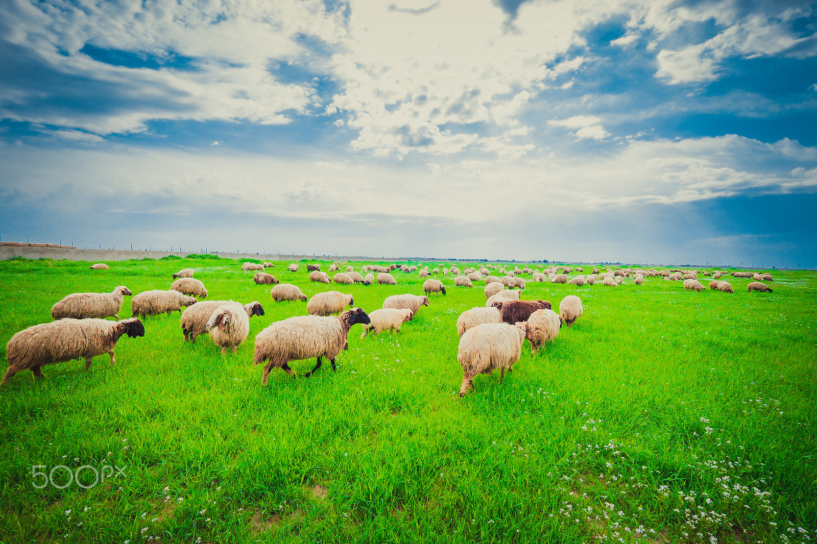 Fujifilm X-T1 sample photo. Herd of sheep in iraqi countrysdie photography
