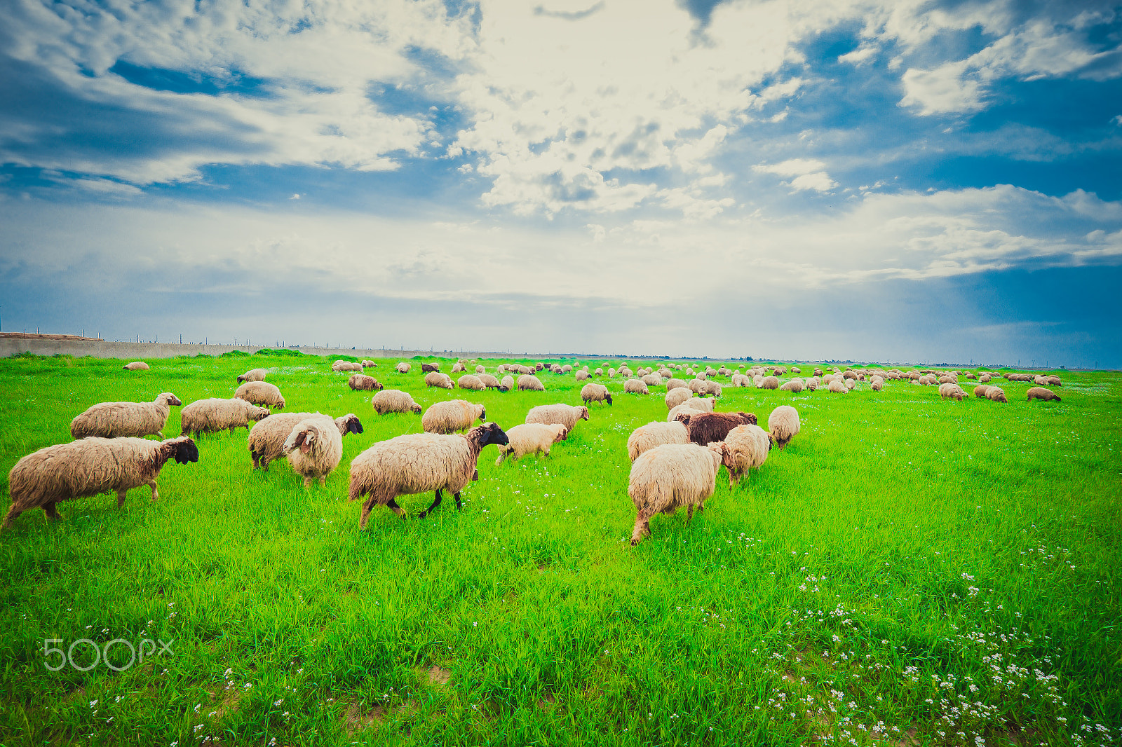 Fujifilm XF 10-24mm F4 R OIS sample photo. Herd of sheep in iraqi countrysdie photography