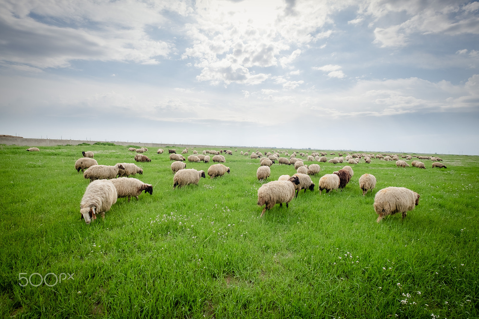 Fujifilm XF 10-24mm F4 R OIS sample photo. Herd of sheep in iraqi countrysdie photography
