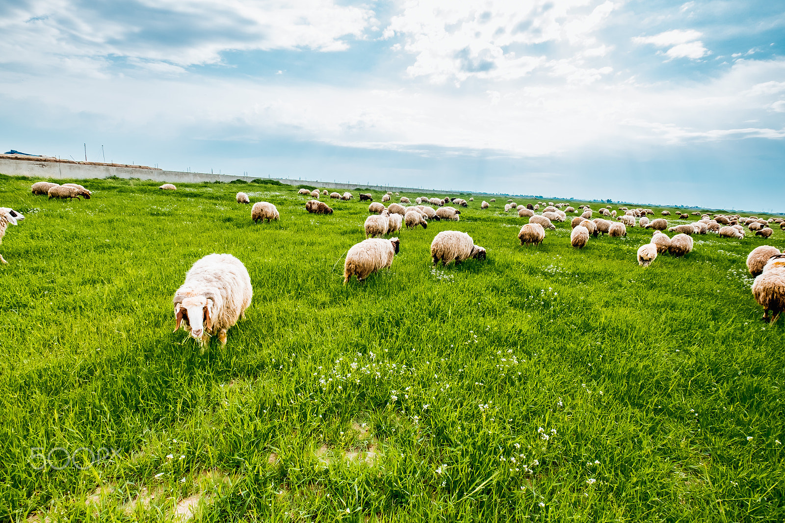 Fujifilm XF 10-24mm F4 R OIS sample photo. Herd of sheep in iraqi countrysdie photography