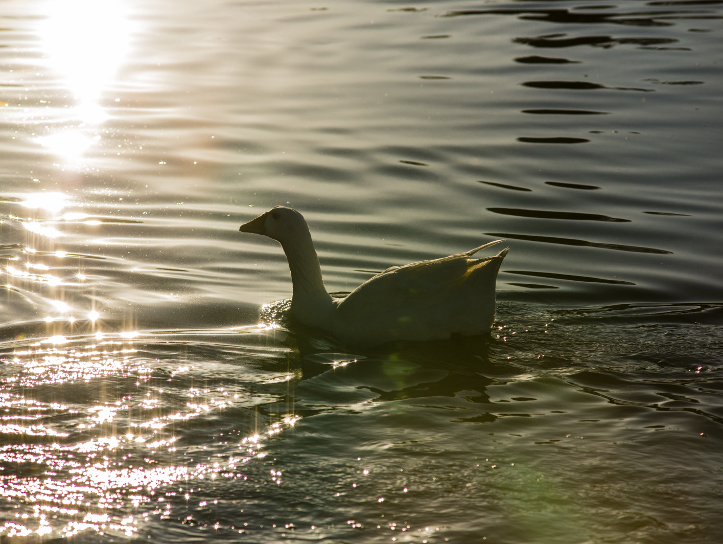 Nikon D800 + AF Zoom-Nikkor 70-210mm f/4 sample photo. Sailing though the sunset photography