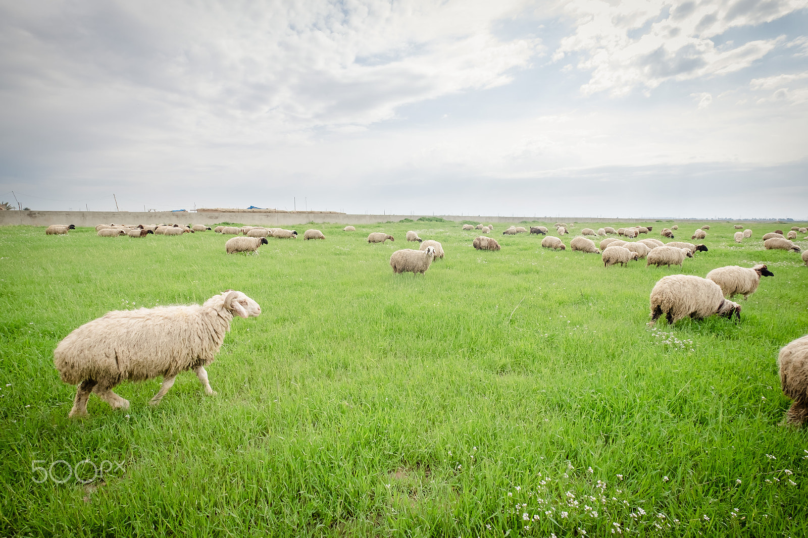 Fujifilm XF 10-24mm F4 R OIS sample photo. Herd of sheep in iraqi countrysdie photography