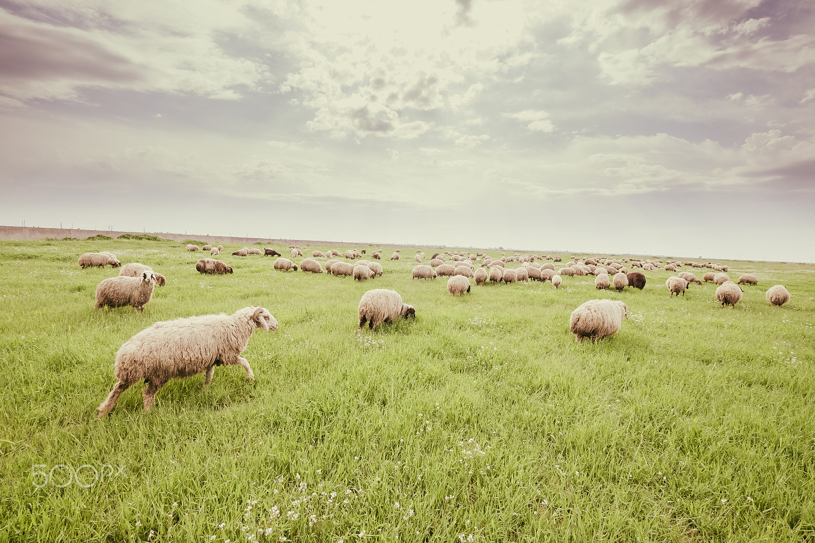 Fujifilm XF 10-24mm F4 R OIS sample photo. Herd of sheep in iraqi countrysdie photography