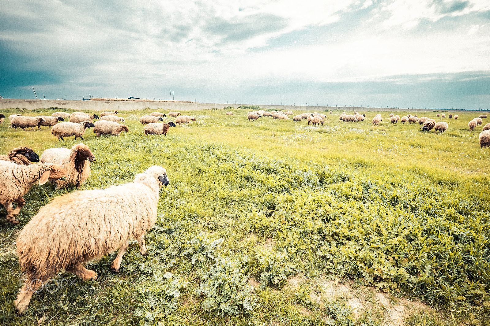 Fujifilm X-T1 sample photo. Herd of sheep in iraqi countrysdie photography