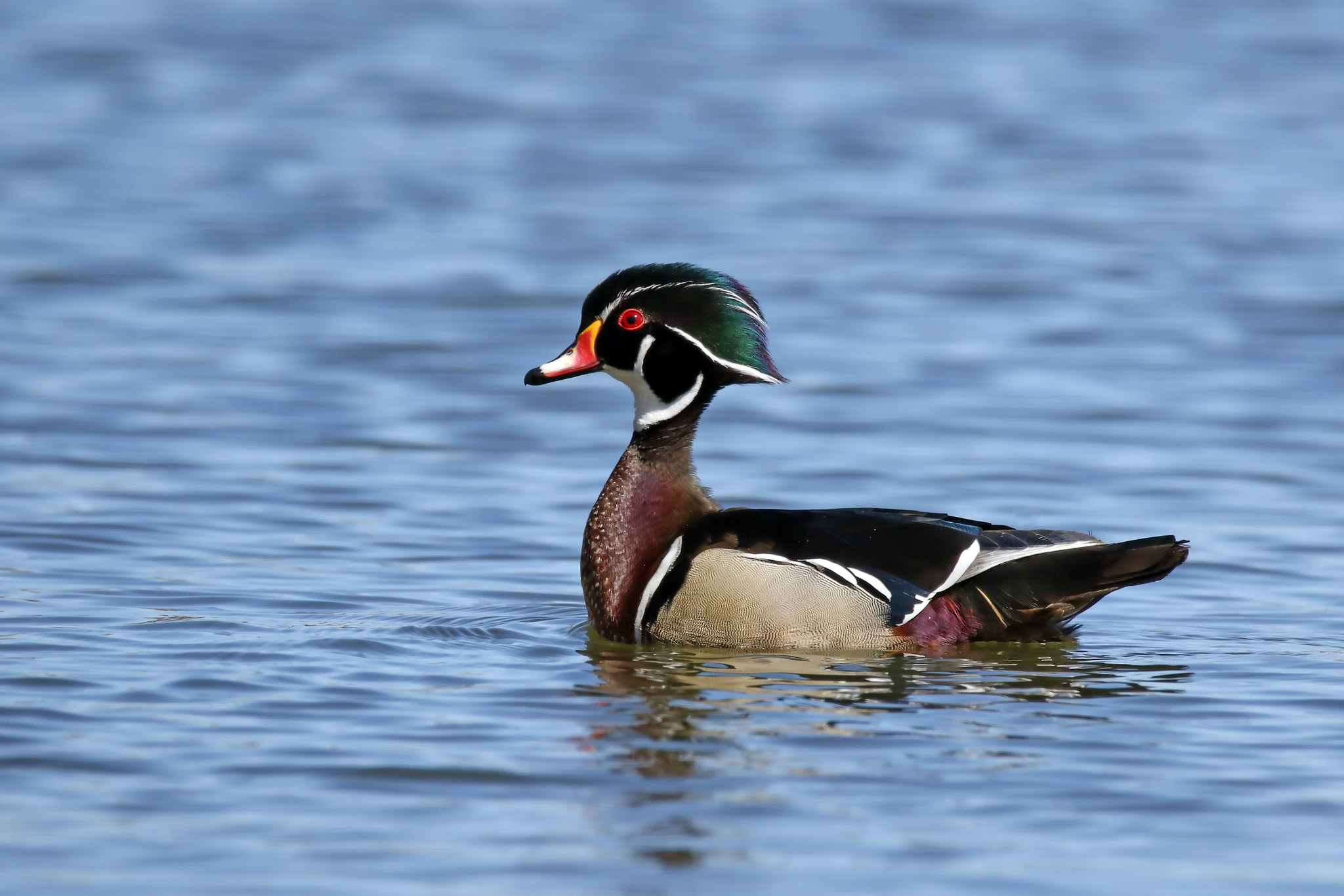 150-600mm F5-6.3 DG OS HSM | Contemporary 015 sample photo. Wood duck photography