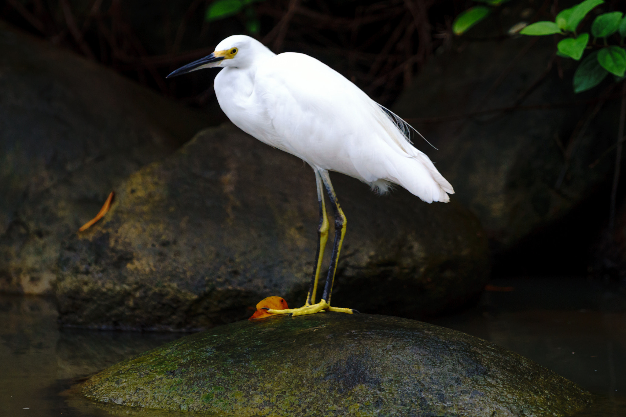 Sony a6000 sample photo. Tortuguero canals, costa rica photography