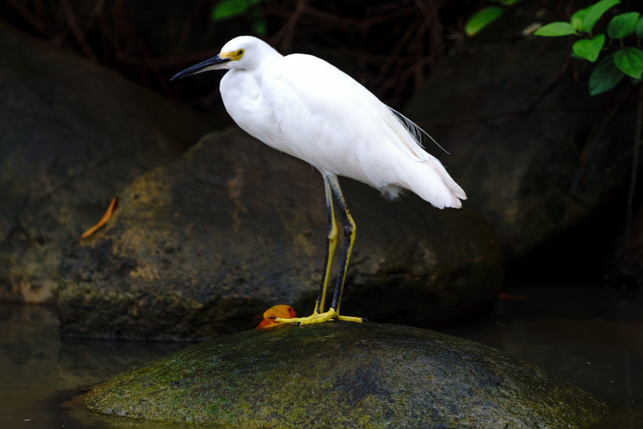 Sony a6000 + Sony FE 70-200mm F4 G OSS sample photo. Tortuguero canals, costa rica photography
