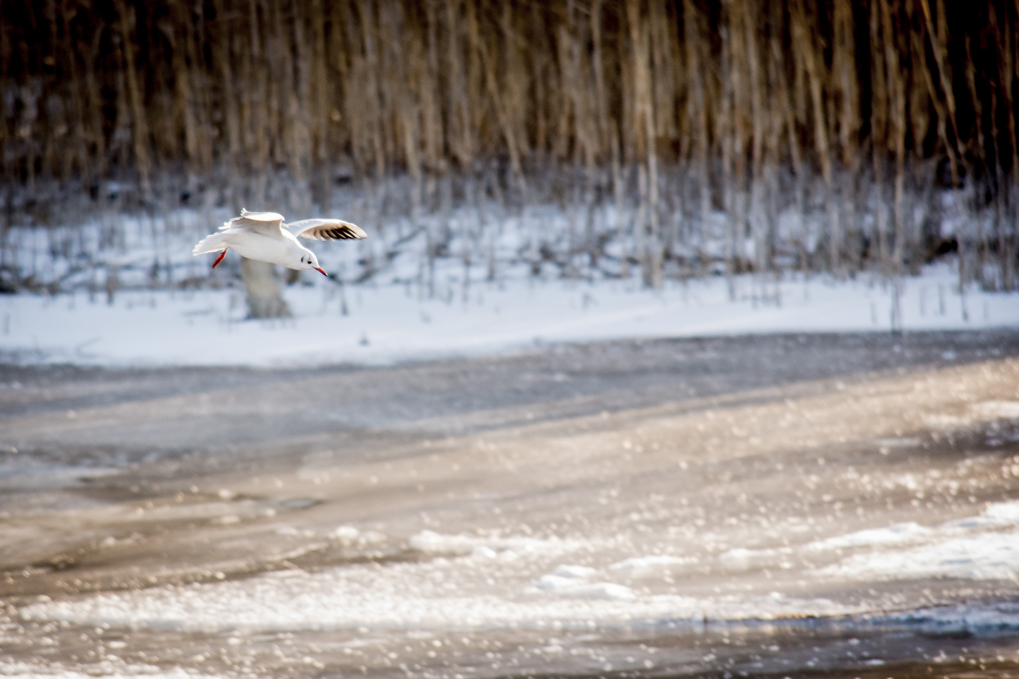 Nikon D7200 sample photo. Landing on ice photography