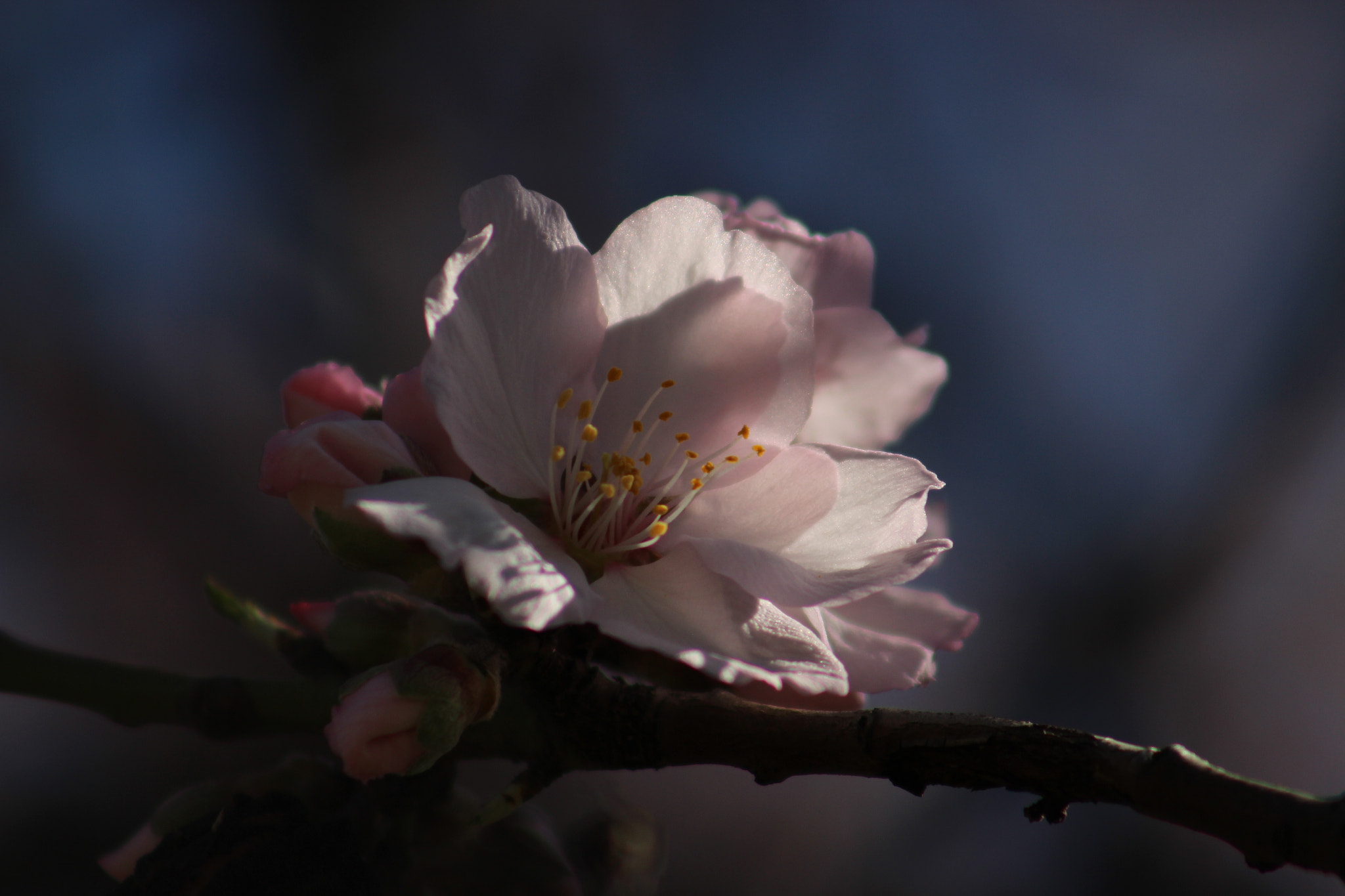 Canon EOS 700D (EOS Rebel T5i / EOS Kiss X7i) sample photo. Almond flowers photography