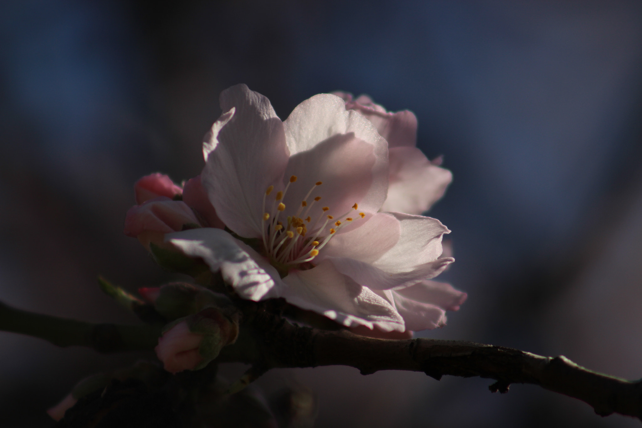 Canon EF 75-300mm f/4-5.6 USM sample photo. Almond flowers photography