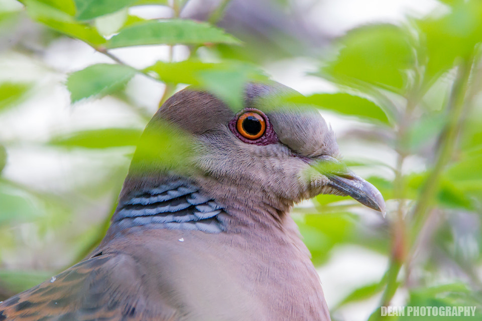 Canon EOS-1D Mark IV sample photo. Big eye photography