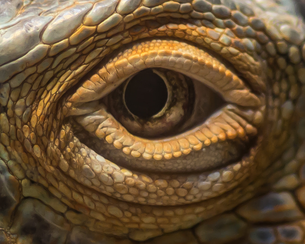 Sigma 105mm F2.8 EX DG Macro sample photo. I see you. photography