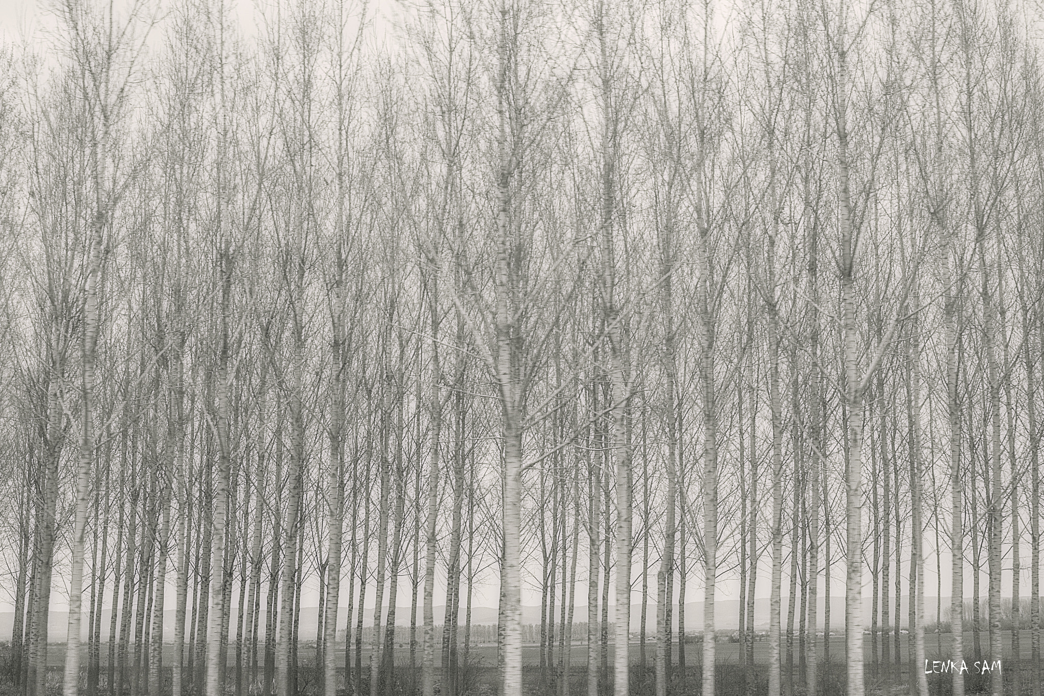 Canon EF 28-70mm f/3.5-4.5 sample photo. Trees photography