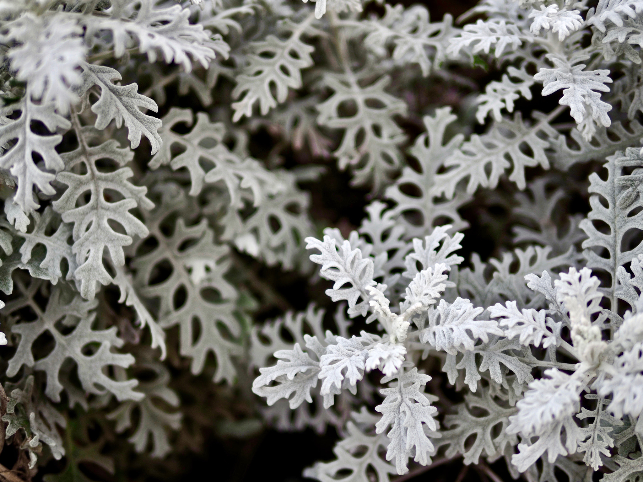 Olympus OM-D E-M5 II + Panasonic Leica DG Summilux 25mm F1.4 II ASPH sample photo. Ground cover photography