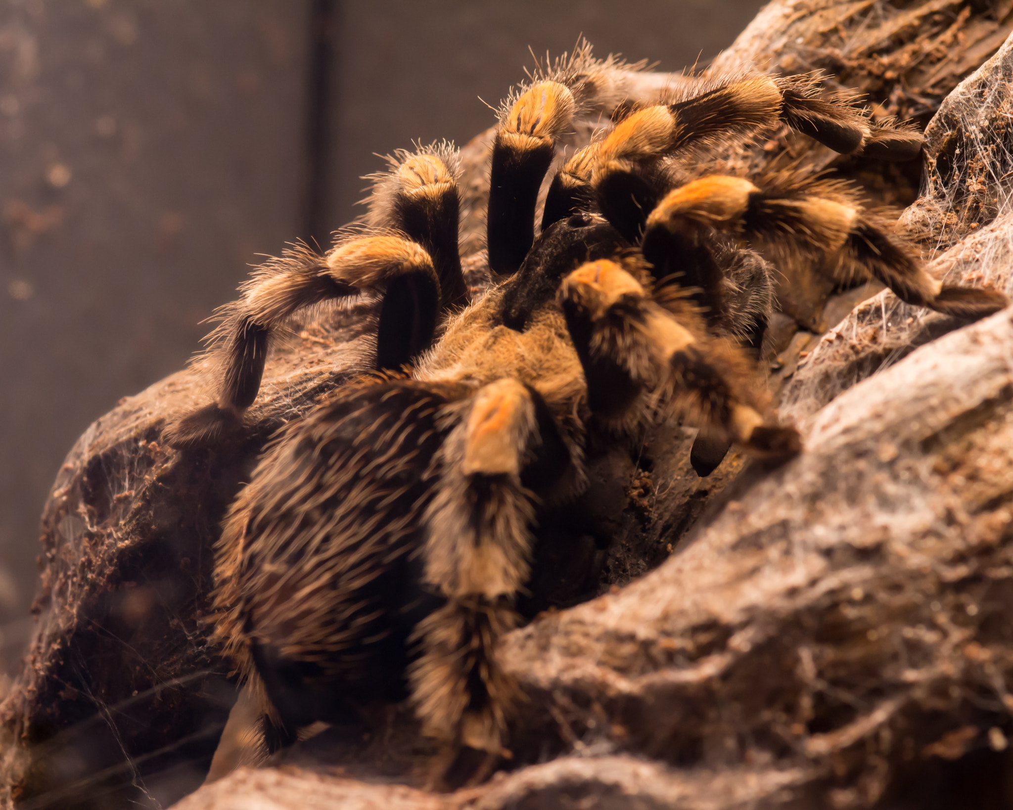 Sigma 105mm F2.8 EX DG Macro sample photo. Tarantella. photography