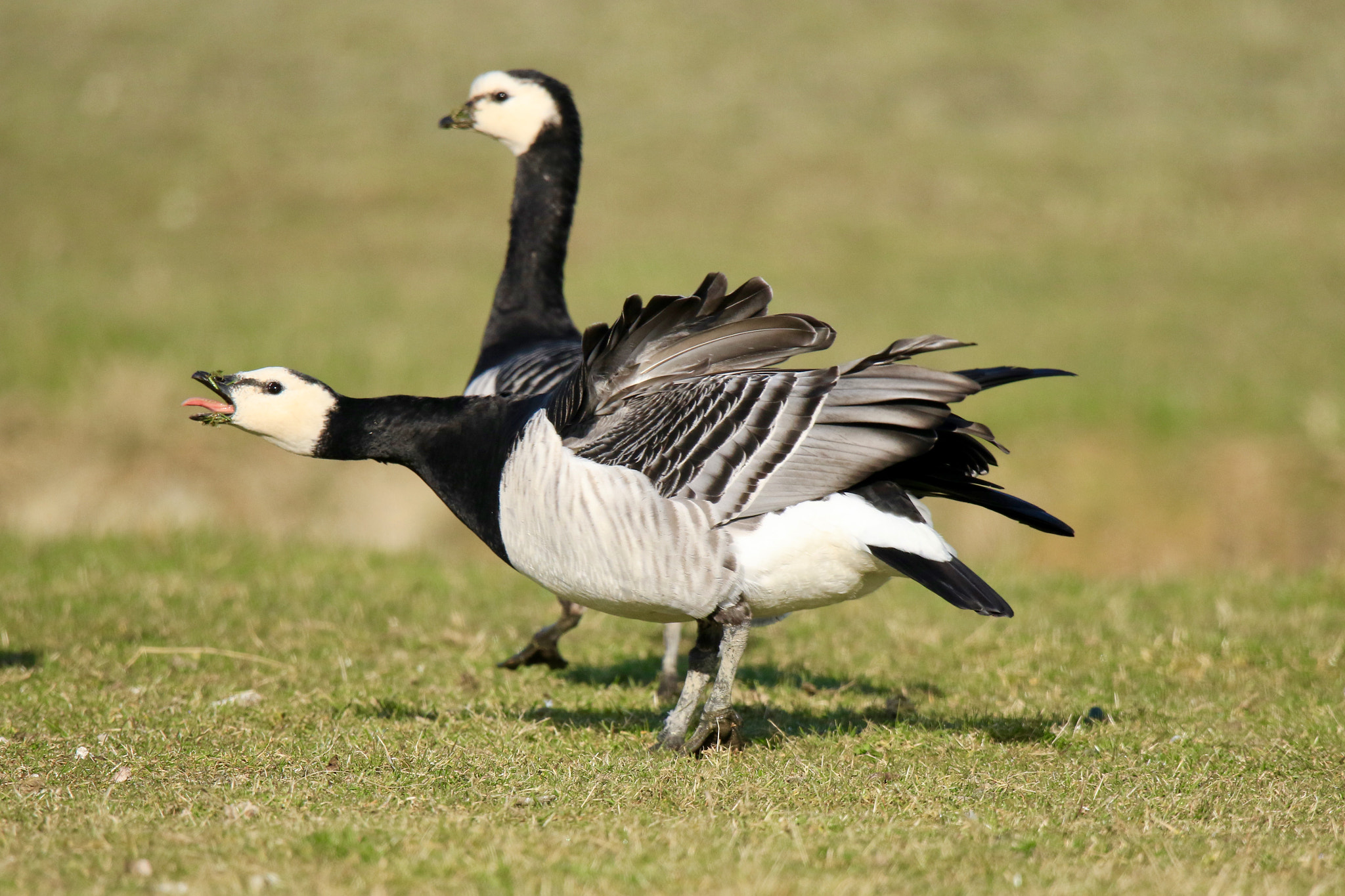Canon EOS 7D Mark II + Sigma 150mm f/2.8 EX DG OS HSM APO Macro sample photo. Barnacle geese ........... yelling at the neighbor ... photography