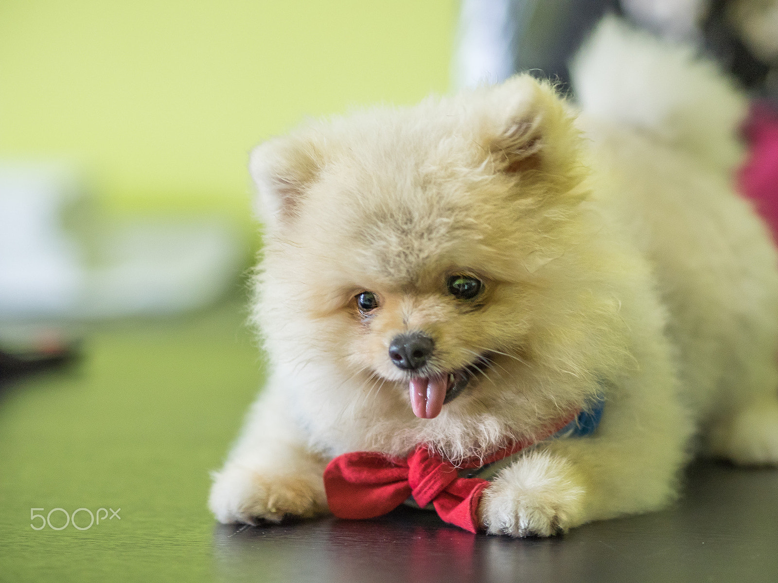 Olympus OM-D E-M1 + Olympus M.Zuiko Digital ED 75mm F1.8 sample photo. Cute puppy is crouching. photography