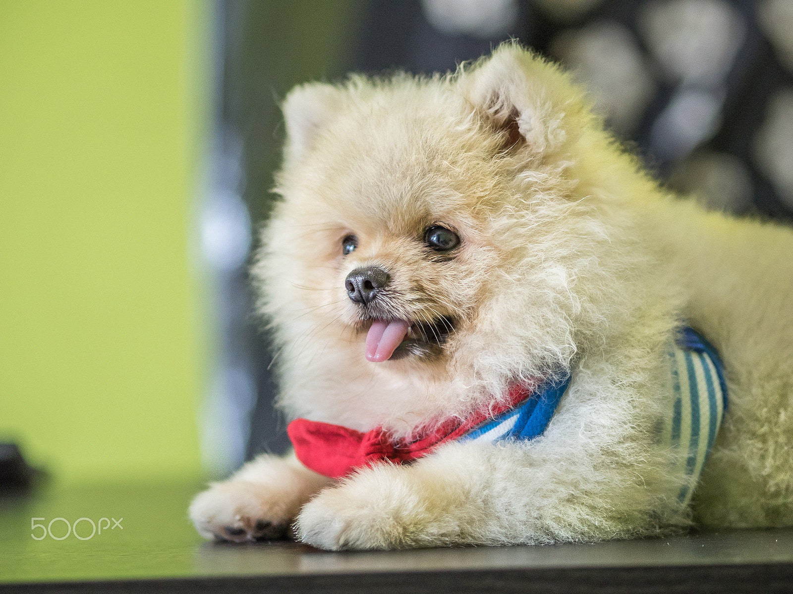 Olympus OM-D E-M1 sample photo. Cute puppy is crouching. photography