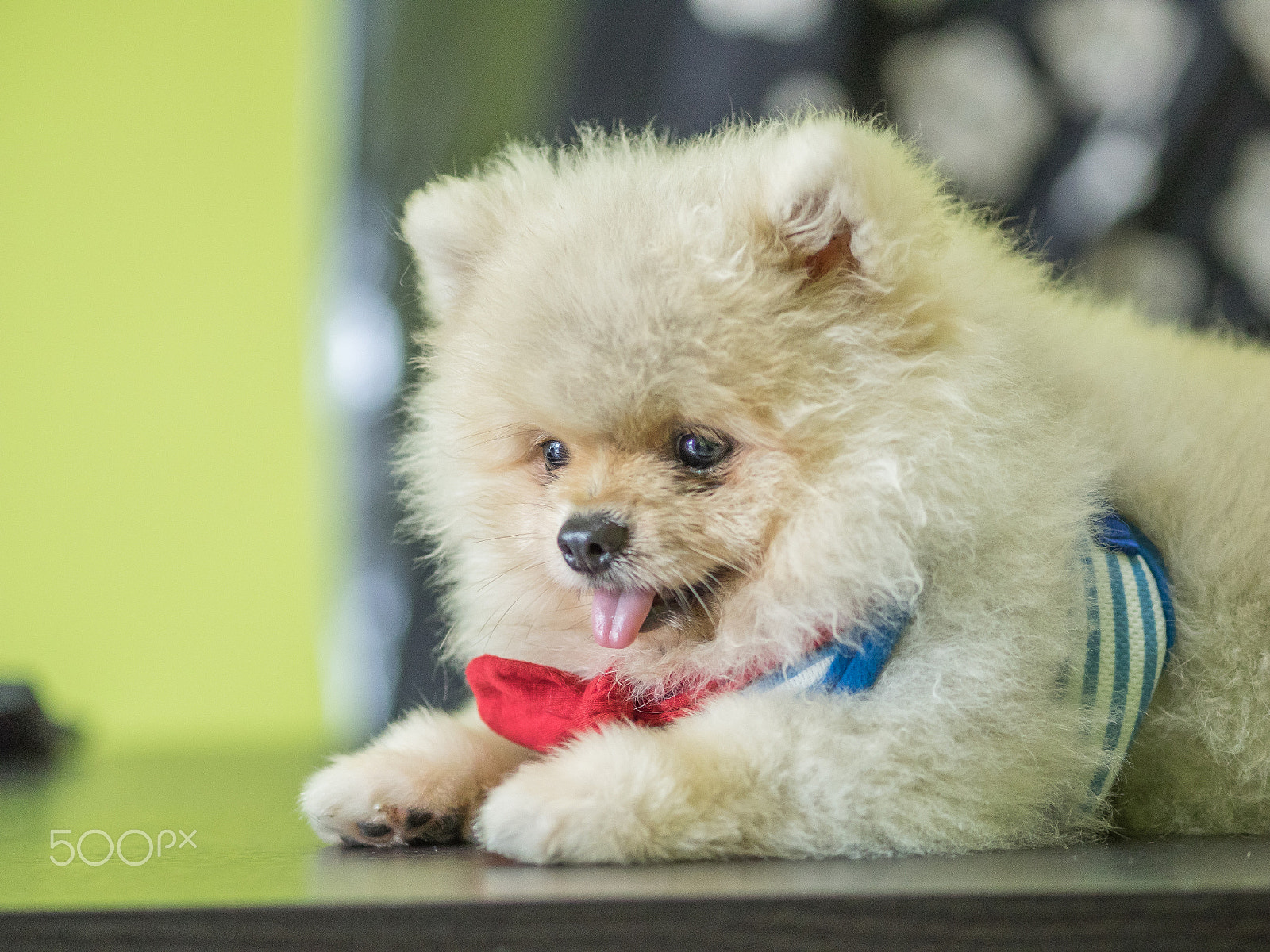 Olympus OM-D E-M1 + Olympus M.Zuiko Digital ED 75mm F1.8 sample photo. Cute puppy is crouching. photography